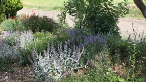 A garden with various plants and flowers, a tree, and a road in the background.