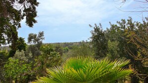 A garden with a palm tree, various shrubs, and a white wall.