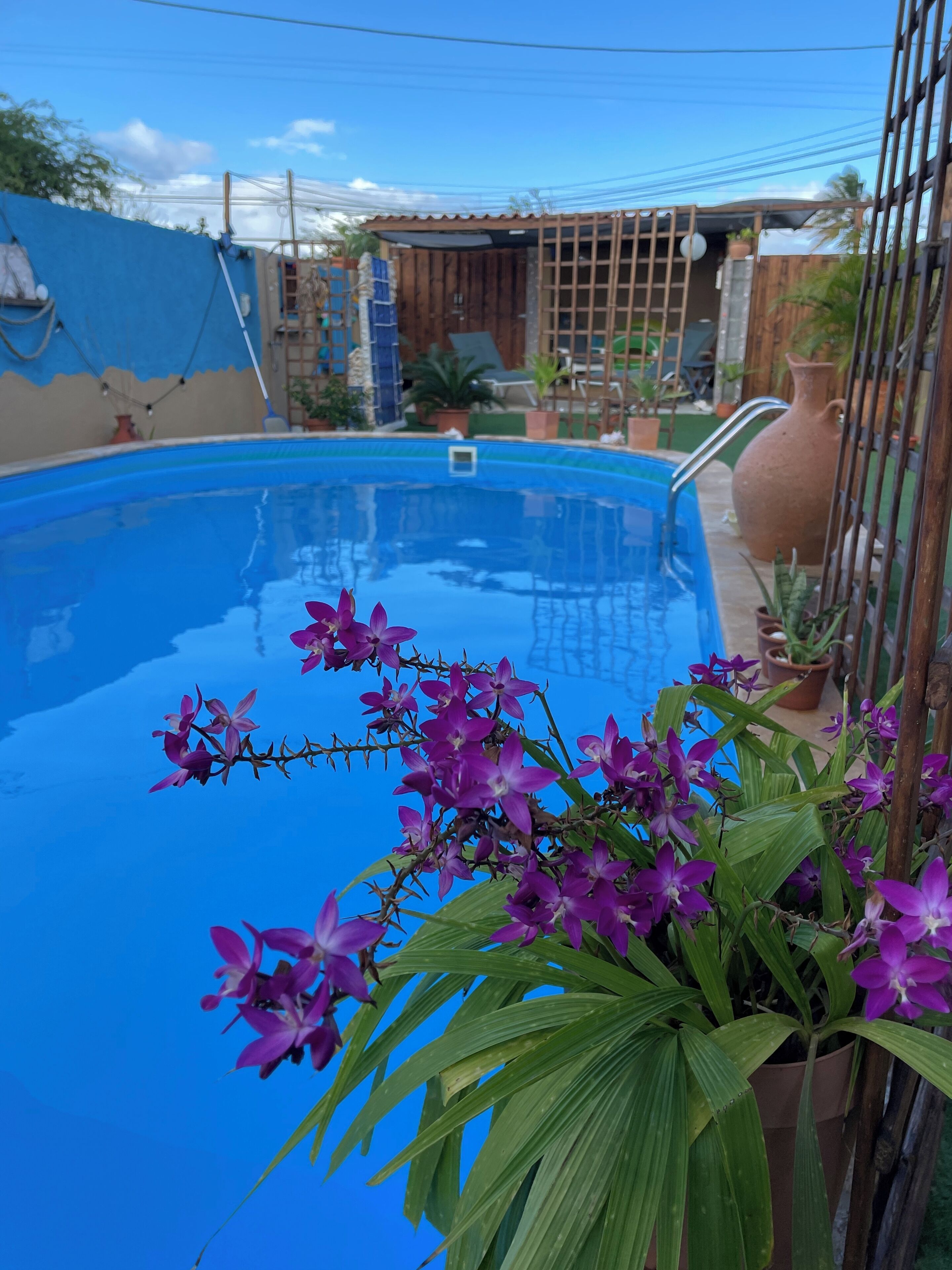 A swimming pool with a clear blue water surface, surrounded by potted plants and a wooden fence.