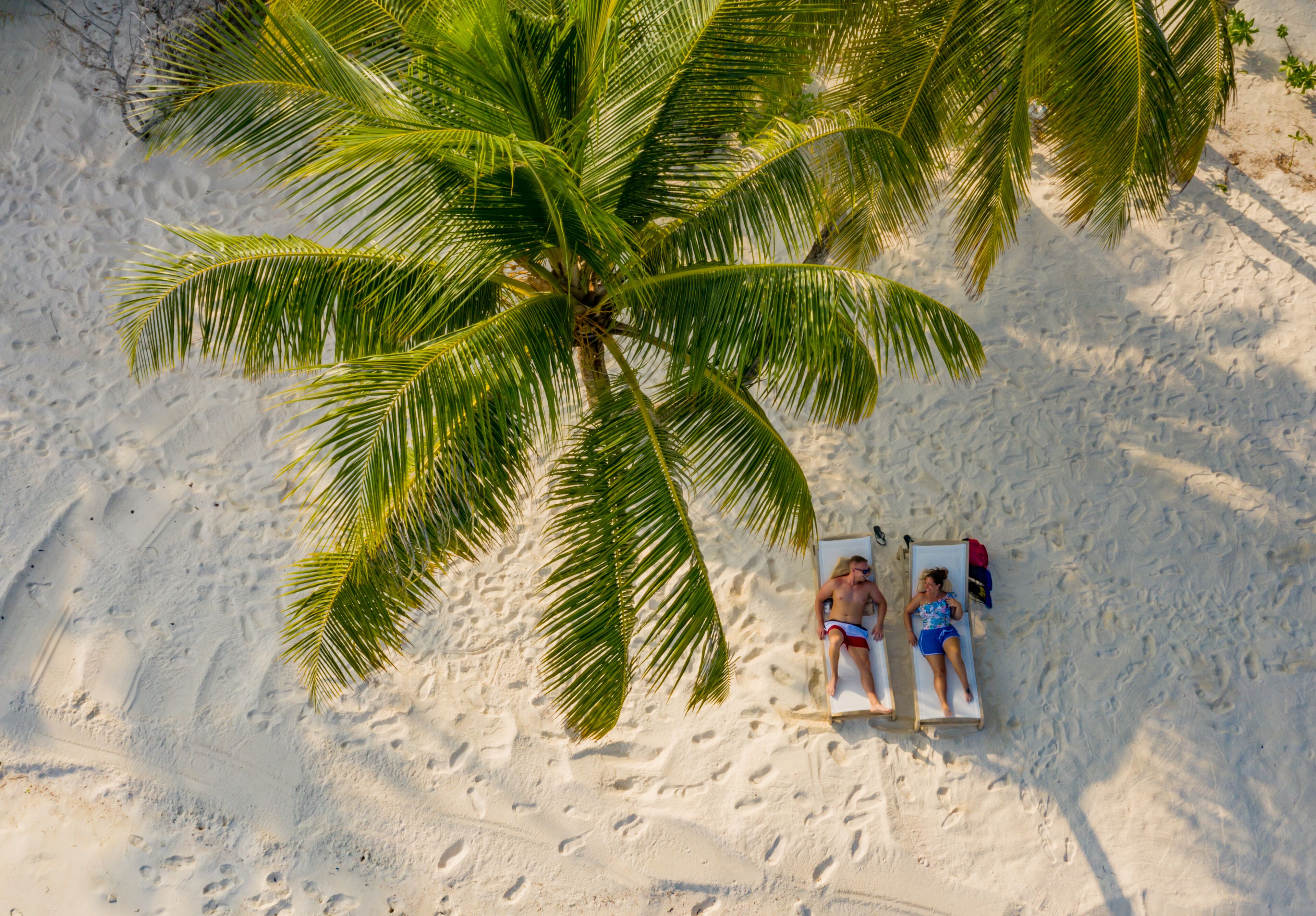 Una playa con dos tumbonas bajo una palmera.