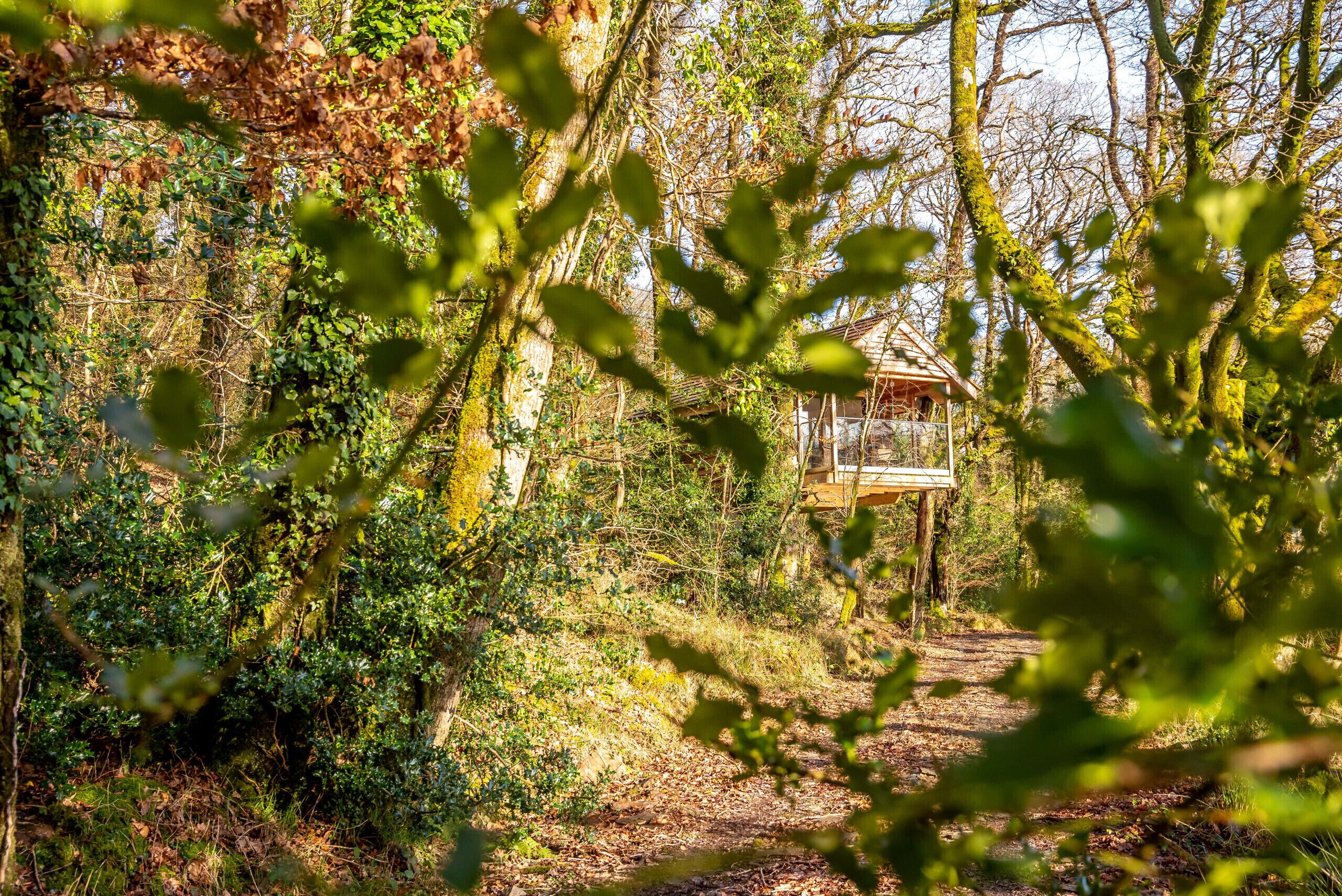 A rustic cabin surrounded by dense forest, accessible via a narrow dirt path.