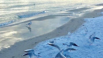 Una playa con gaviotas sobre la arena y el agua.