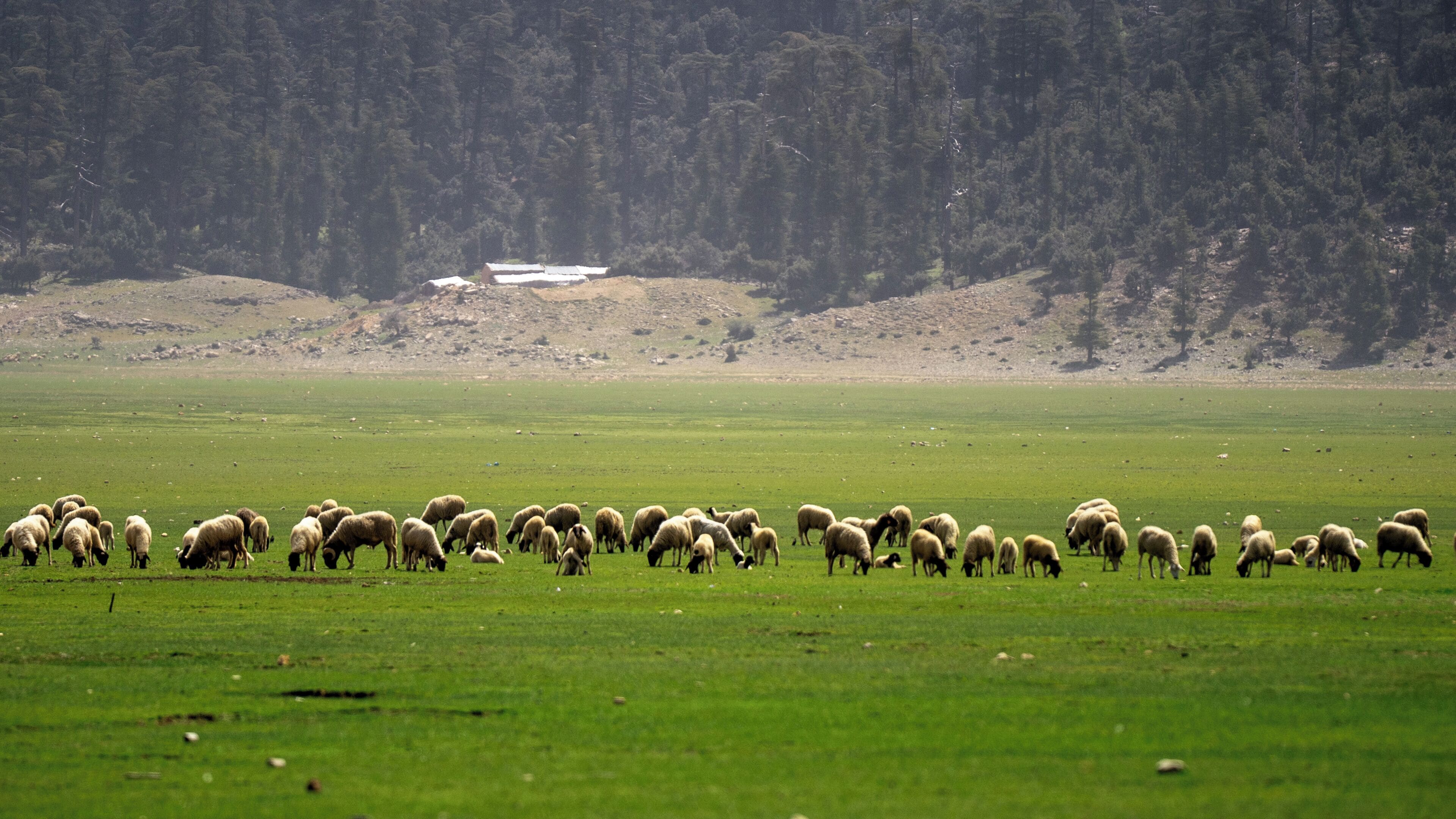 A flock of sheep grazing in a green field with a forested hill in the background.