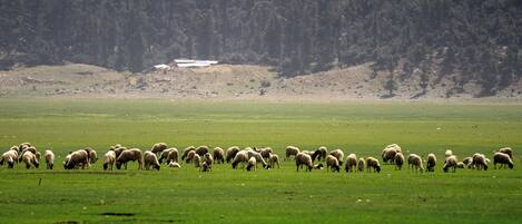A flock of sheep grazing in a green field with a forested hill in the background.