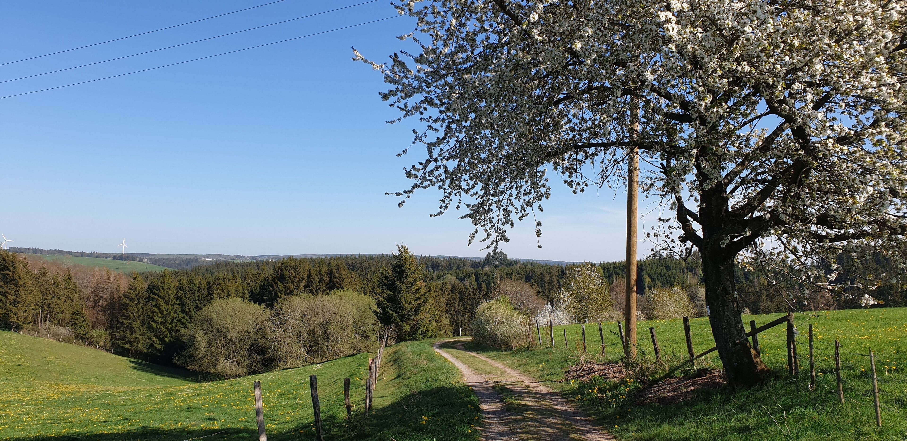 A rural landscape with a dirt path, a large tree with white blossoms, and a distant view of wind turbines.
