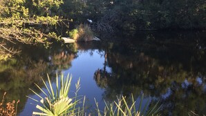 Ein friedlicher Teich, umgeben von üppigem Grün und Bäumen, mit einem Gebäude, das im Hintergrund teilweise zu sehen ist.