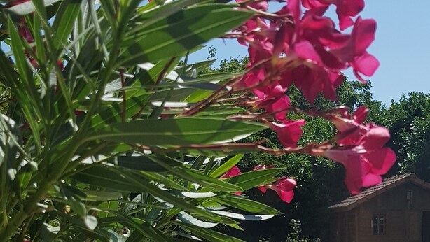 A poolside area with a tiled deck, a small tree, and pink flowers. - Le Relais De Touvent (Boutenac-Touvent)