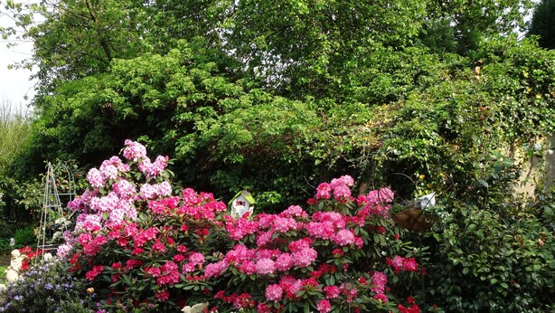 Un jardin agrémenté de diverses plantes à fleurs et d’une nichoir.