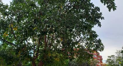 New tourist apartment in Alicante near the center and train station