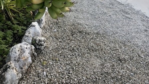 Un bananero con plátanos verdes colgando de sus ramas, cerca de una masa de agua con un camino de adoquines y vegetación al fondo.