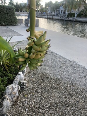 Property grounds - Marathon 3BR Canal Home w Pool Spa Combo 55' Dock Free pool heat and chiller (Marathon)