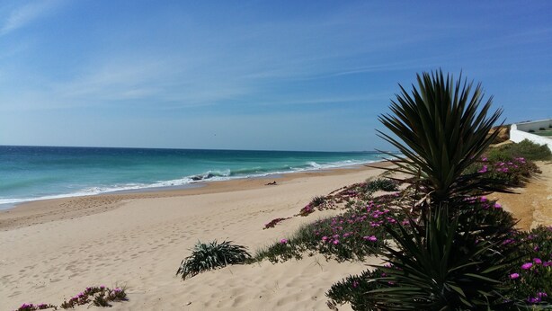A beach with a sandy shore, a palm tree, and purple flowers. - Discover Andalusia in a different way - the protected and authentic Atlantic coast (conil de la frontera)