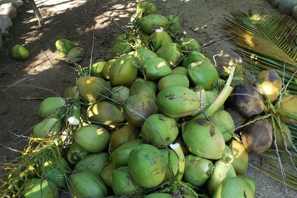 Coconut harvesting...