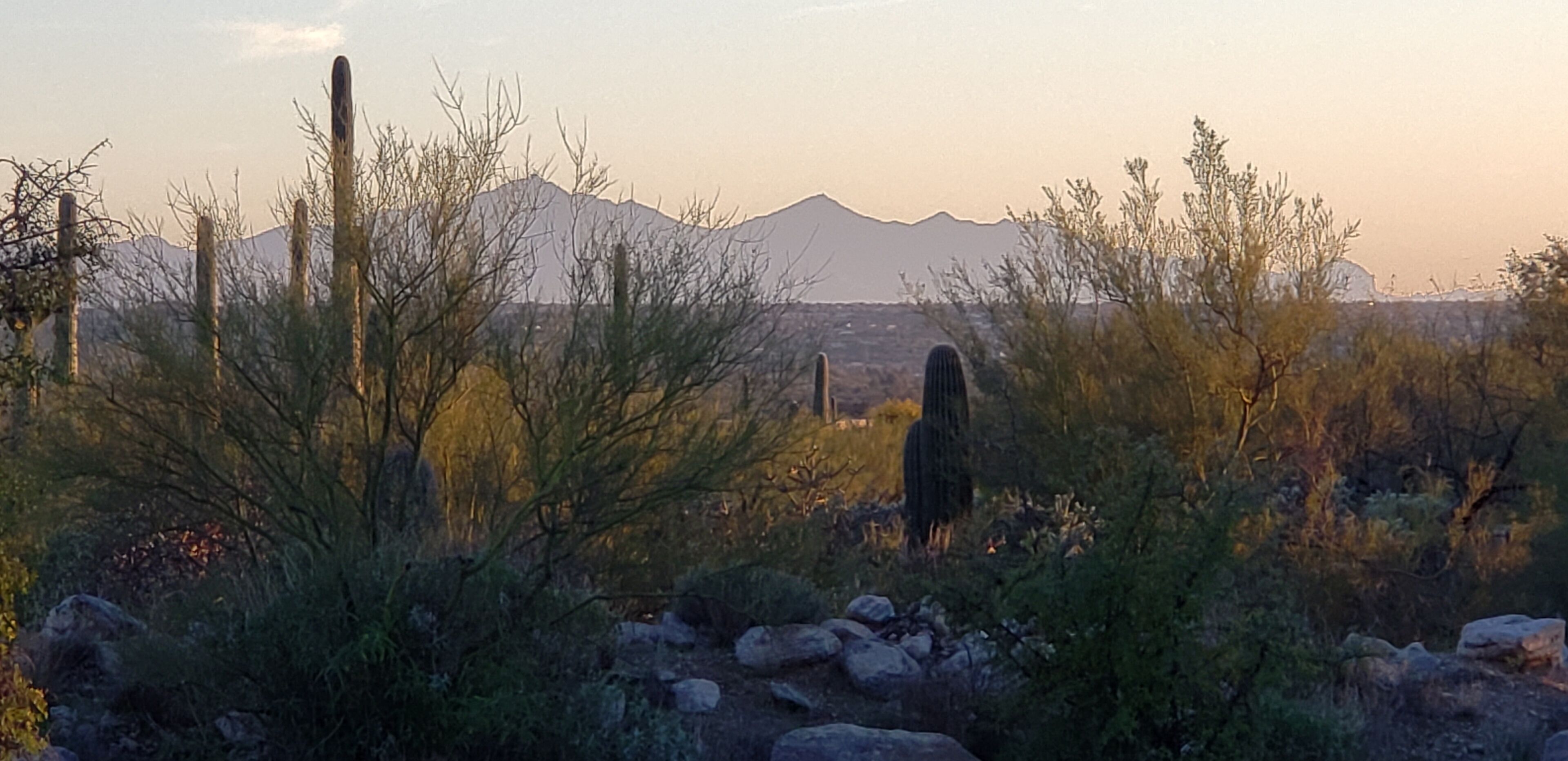 A desert landscape with cacti and sparse vegetation, a mountain range in the background, and a clear sky.