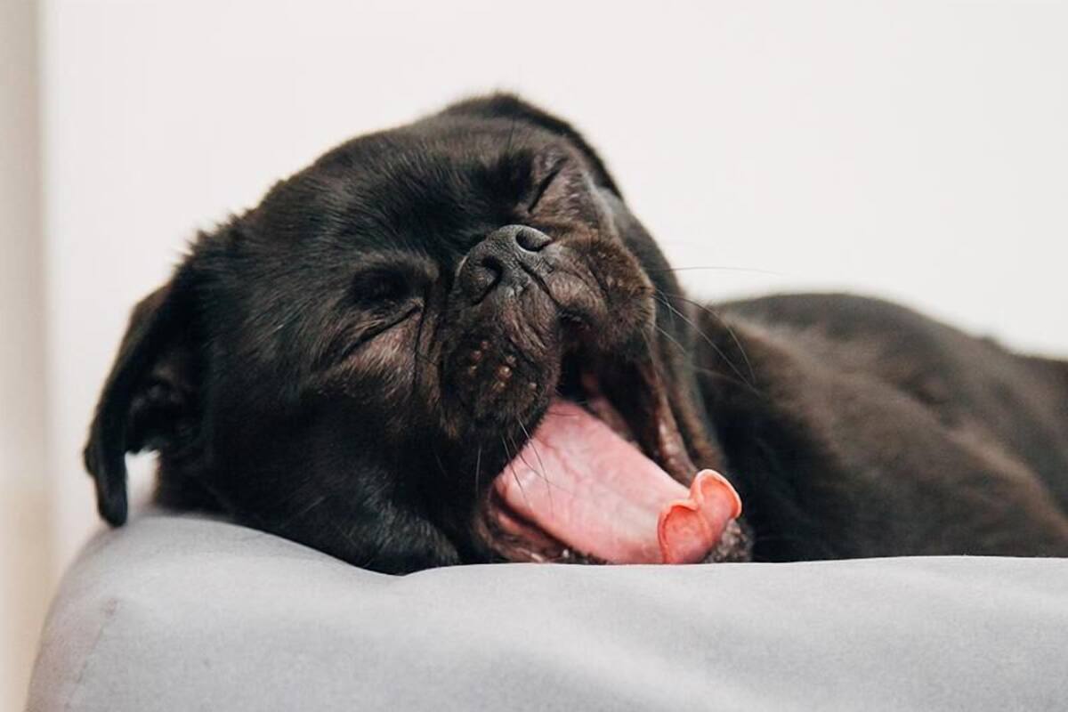 Un chien noir allongé sur un coussin gris.