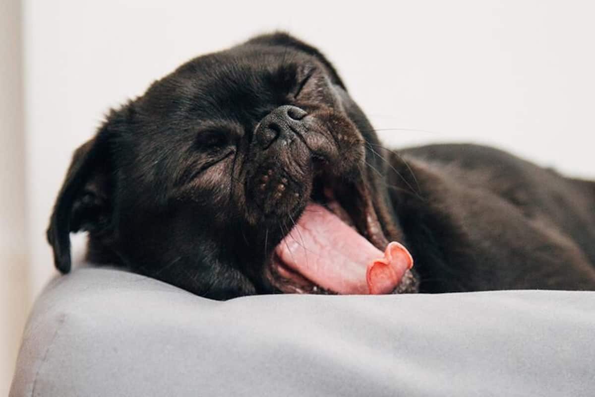 Hinterland King Studio - Pet Package | Premium bedding, pillowtop beds, desk, laptop workspace