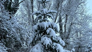 Ett snötäckt barrträd i ett skogsområde.