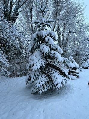 Un arbre conifère recouvert de neige, situé dans une zone boisée.