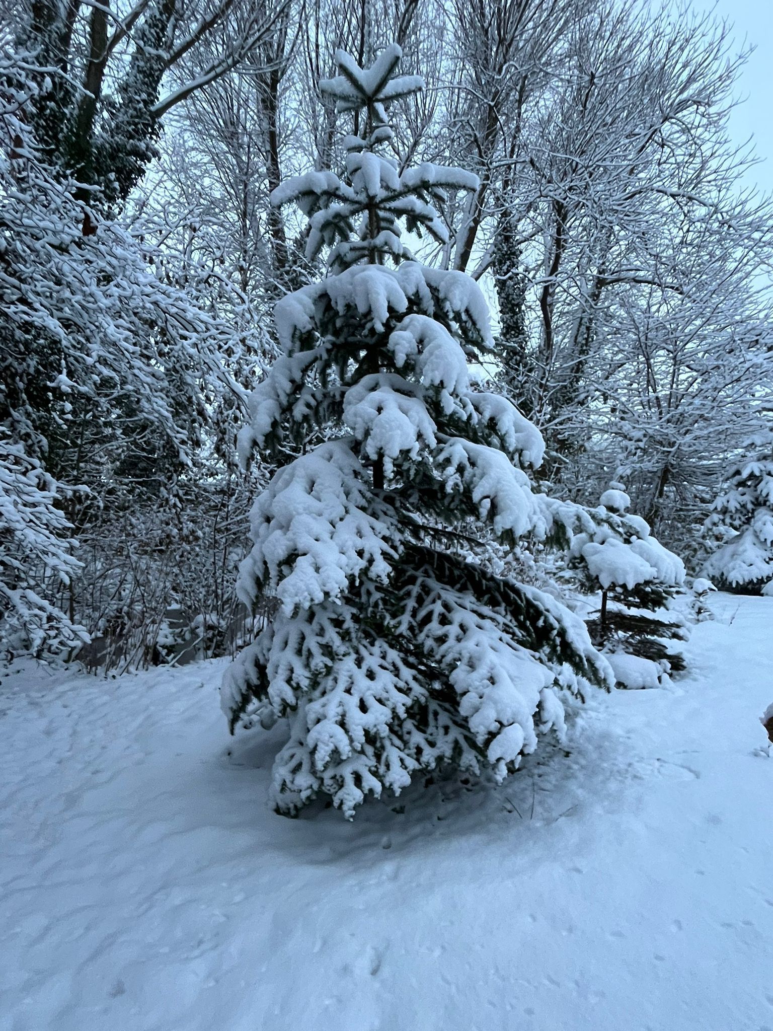 Un árbol de hoja perenne cubierto de nieve en un bosque.