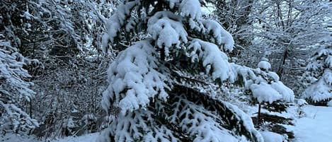 A snow-covered coniferous tree in a forested area.