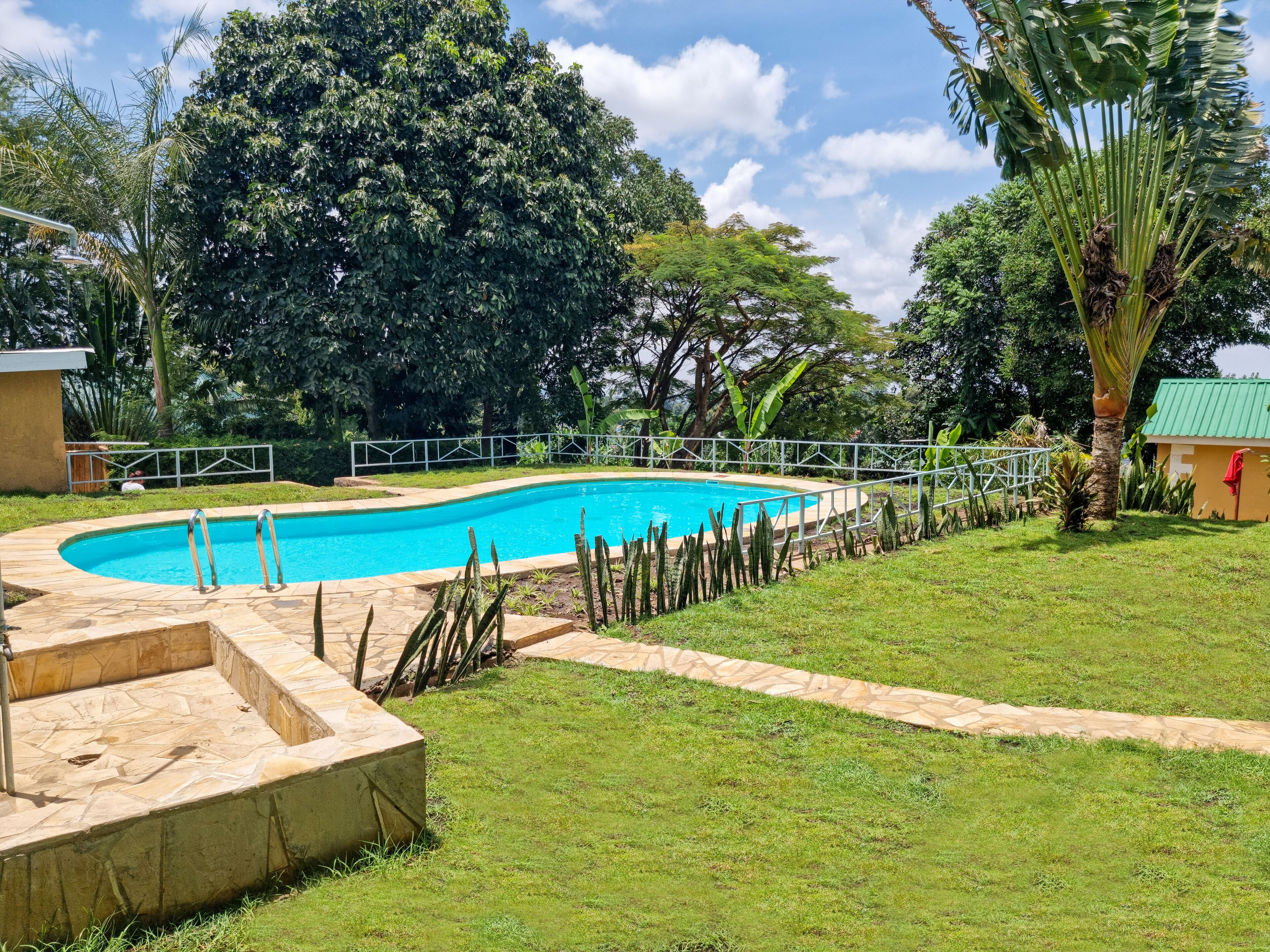 Une piscine entourée d’une pelouse, avec une clôture en métal, un palmier et un bâtiment doté d’un toit végétalisé.