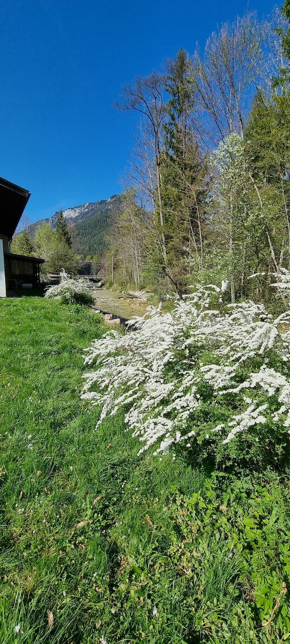 Eine Rasenfläche mit weißen Blüten, Bäumen und einem Gebäude im Hintergrund.