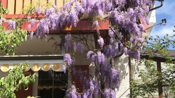 A building with a balcony covered in purple flowering vines. - Ferienwohnung, Nr. 2, 48 qm Dachgeschoss, 1 Separates Schlafzimmer (Bad Endorf)