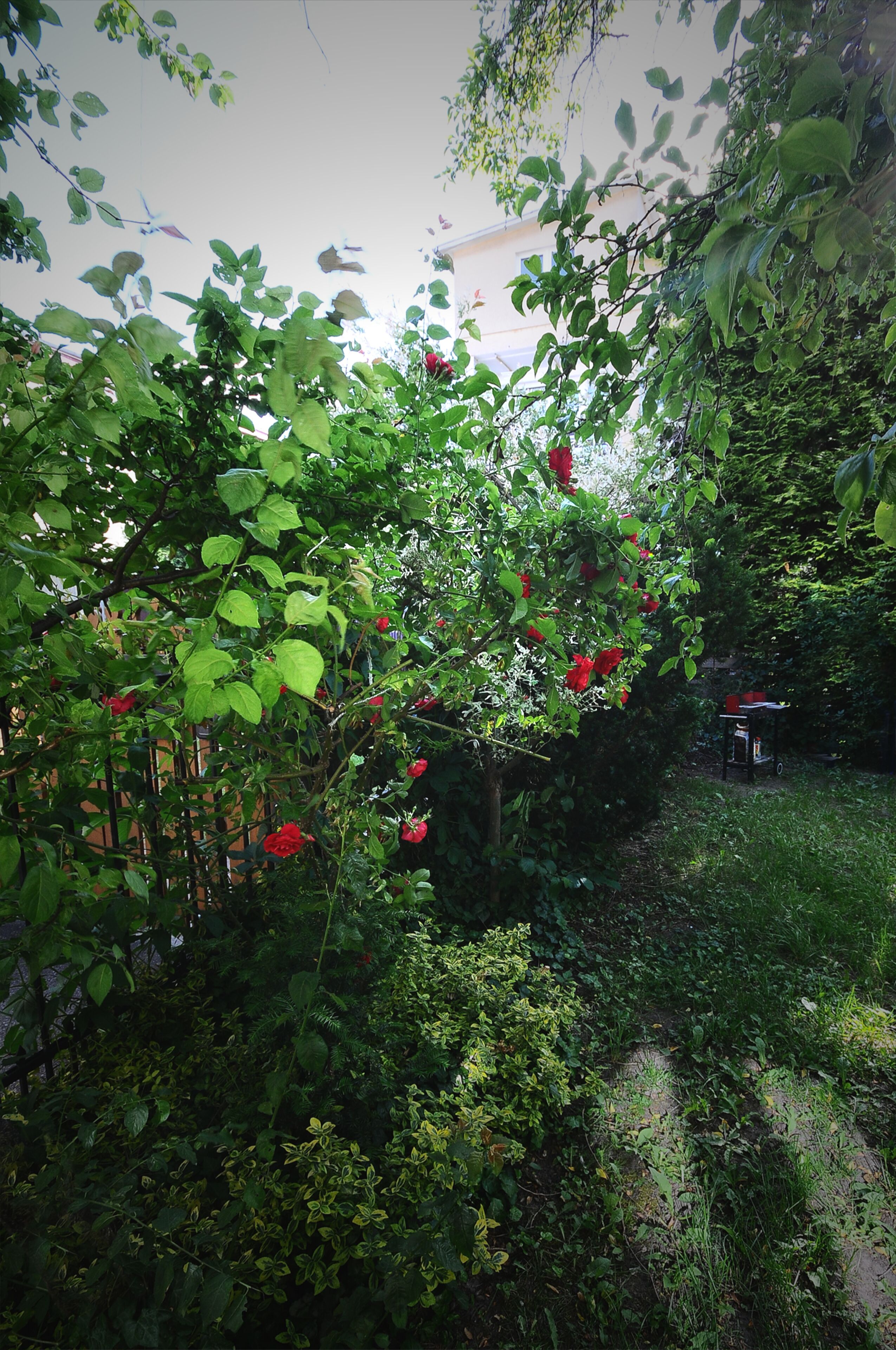 A garden with dense foliage and red flowers.
