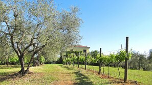 Property grounds - Villa Montecasciano (CAPRANICA)