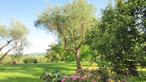 Un jardin avec des arbres, de la pelouse et des plantes à fleurs.