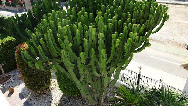 A large cactus plant in a landscaped area with gravel and small rocks, surrounded by a metal fence.