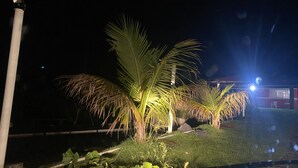 Escena nocturna con una palmera iluminada y un edificio al fondo.