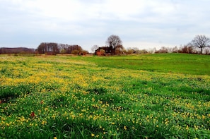 Un champ de fleurs jaunes avec un bâtiment en arrière-plan.