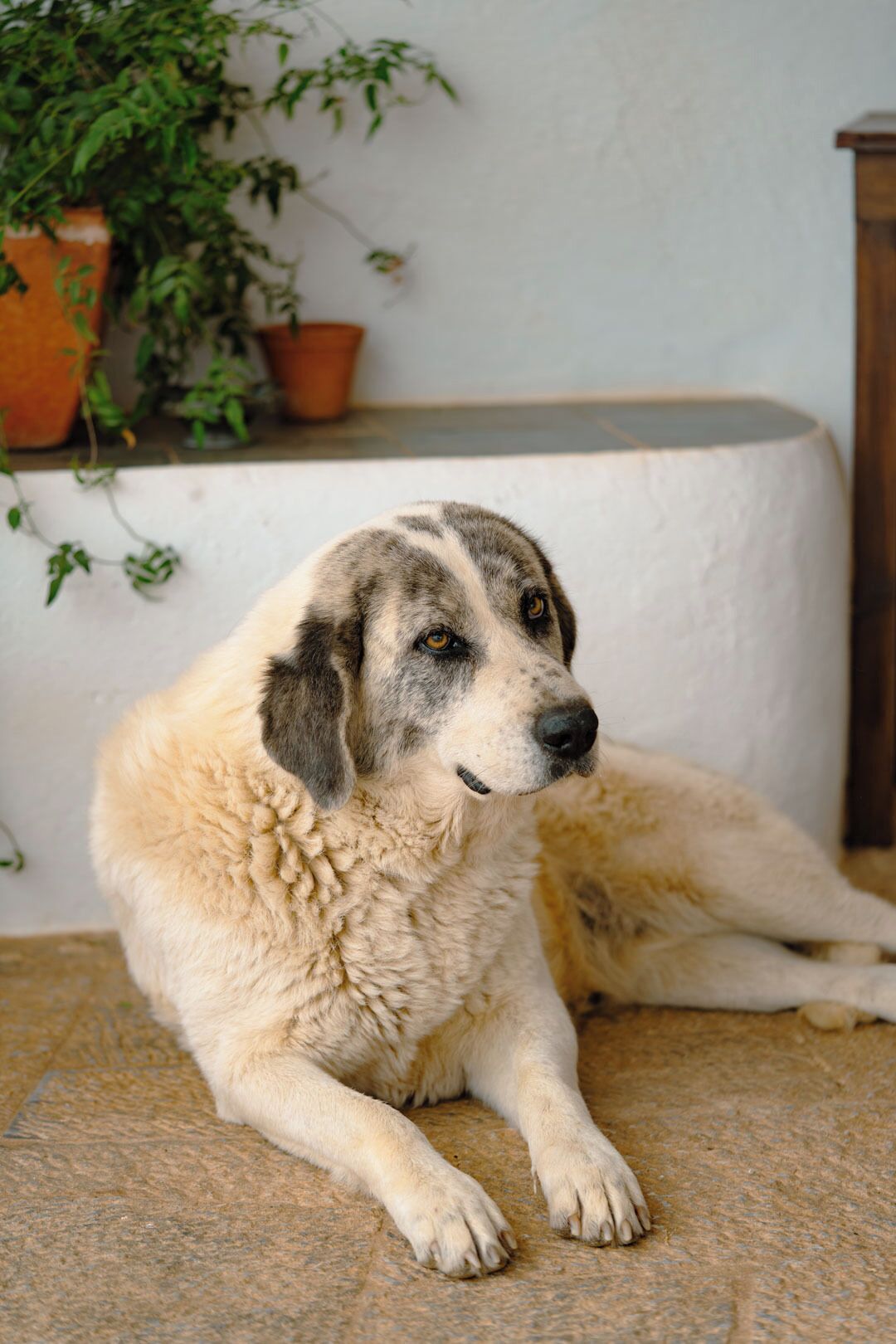A dog lying on a textured floor with a white wall and potted plants in the background.