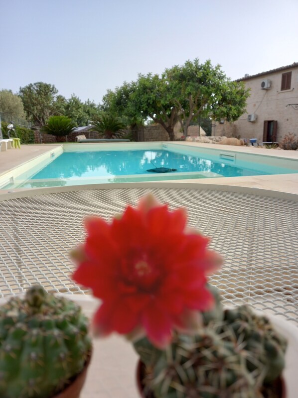A swimming pool with a cactus in the foreground.
