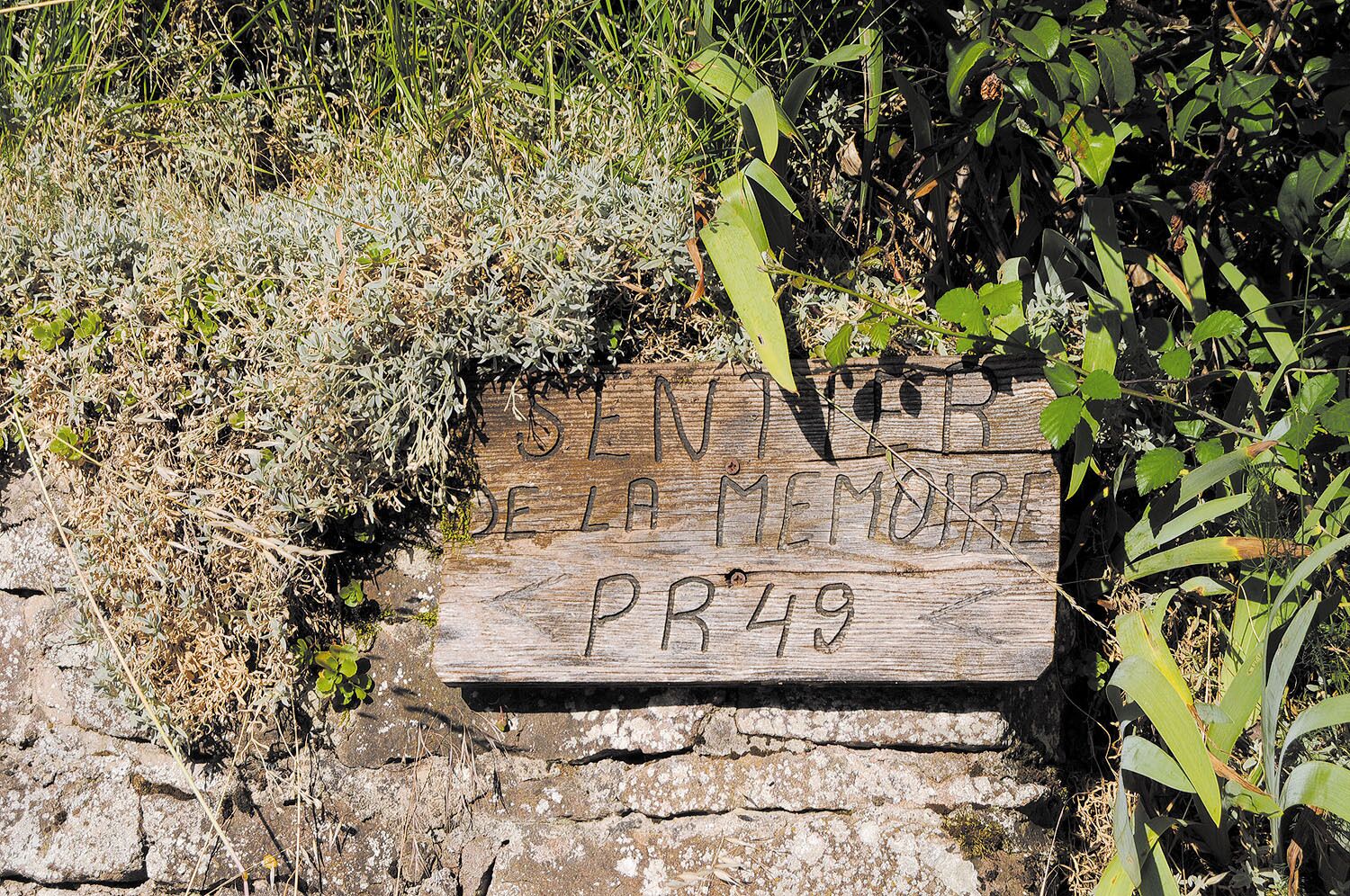 A wooden memorial plaque with inscriptions, surrounded by natural vegetation.