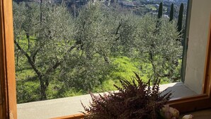 Une vue par la fenêtre sur un olivier, avec un vase de fleurs posé sur le rebord de la fenêtre.