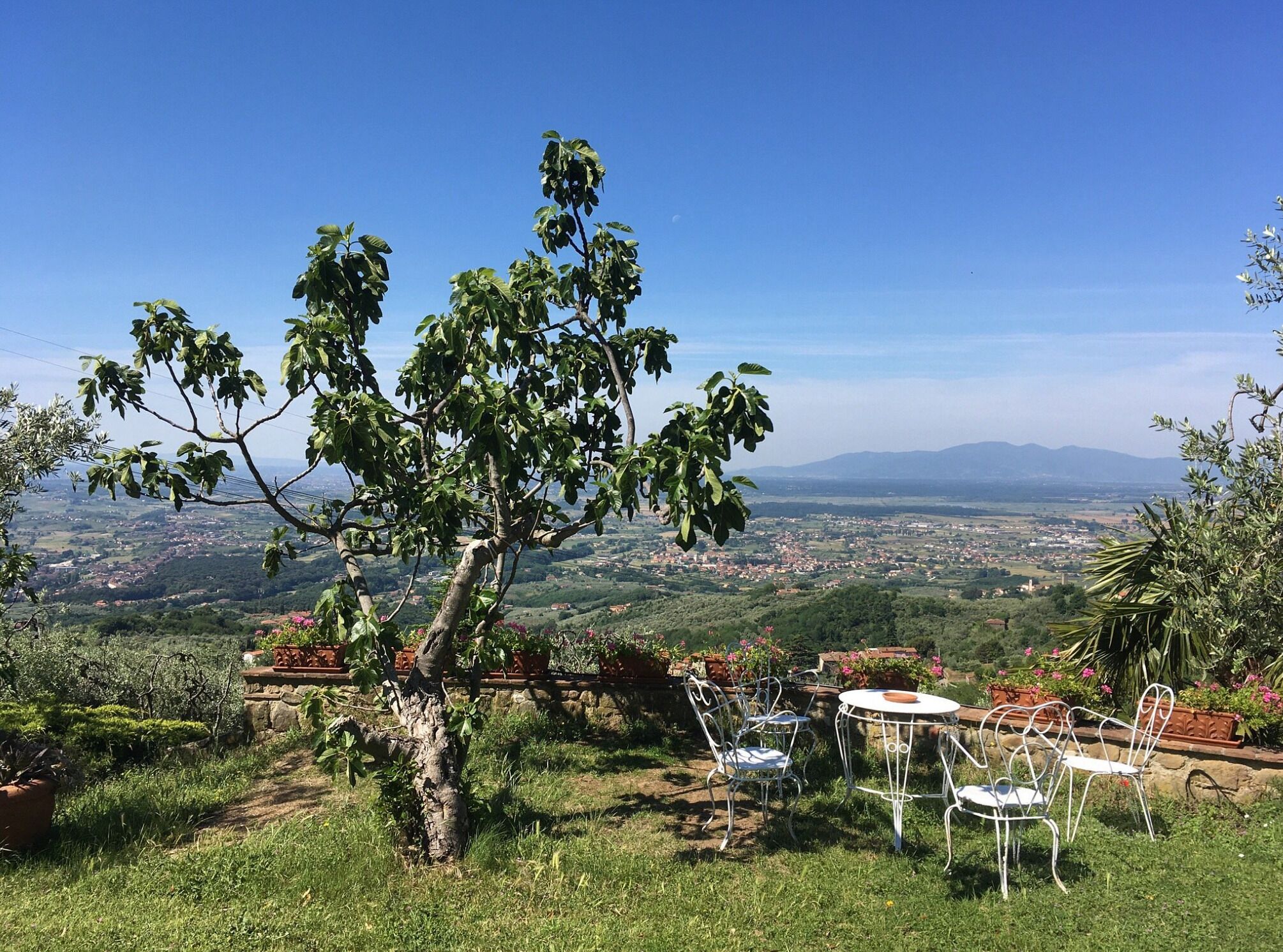 Ein Baum mit Blick auf eine Stadt im Hintergrund.