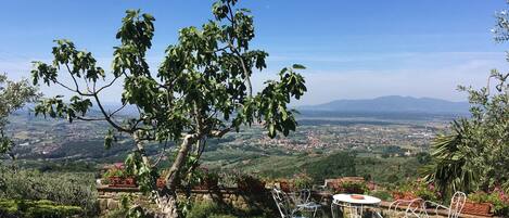 Ein Baum mit Blick auf eine Stadt im Hintergrund.