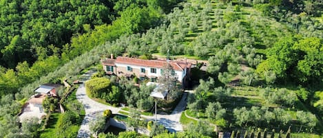 A stone house with a red-tiled roof surrounded by lush greenery and a vineyard.