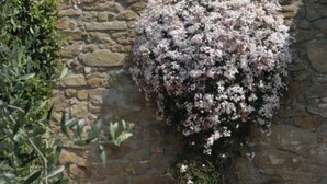Un bâtiment en pierre avec une fenêtre et un arbuste en fleurs.