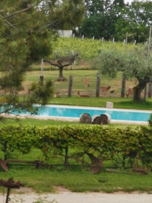 Seasonal outdoor pool - Agriturismo Torre Mannella (Citta Sant'Angelo)