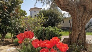 A garden with red tulips, a large tree, and a building in the background. - Agriturismo Torre Mannella (Citta Sant'Angelo)