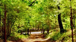 Un sentier bordé d’arbres des deux côtés.