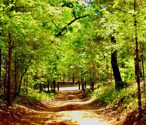 A forested path with trees on both sides.