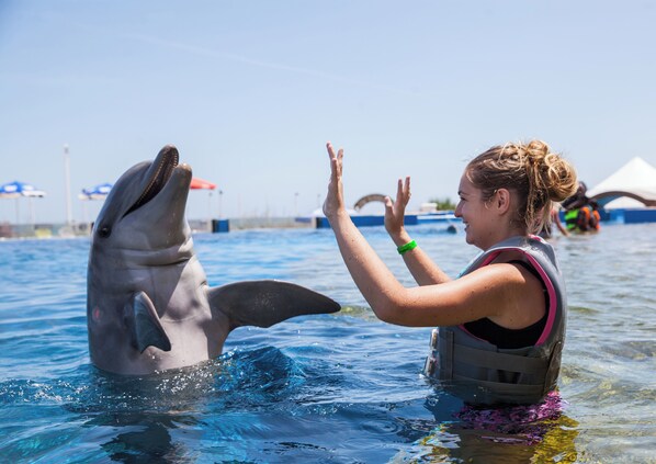 Une personne portant un gilet de sauvetage interagit avec un dauphin dans une étendue d’eau.