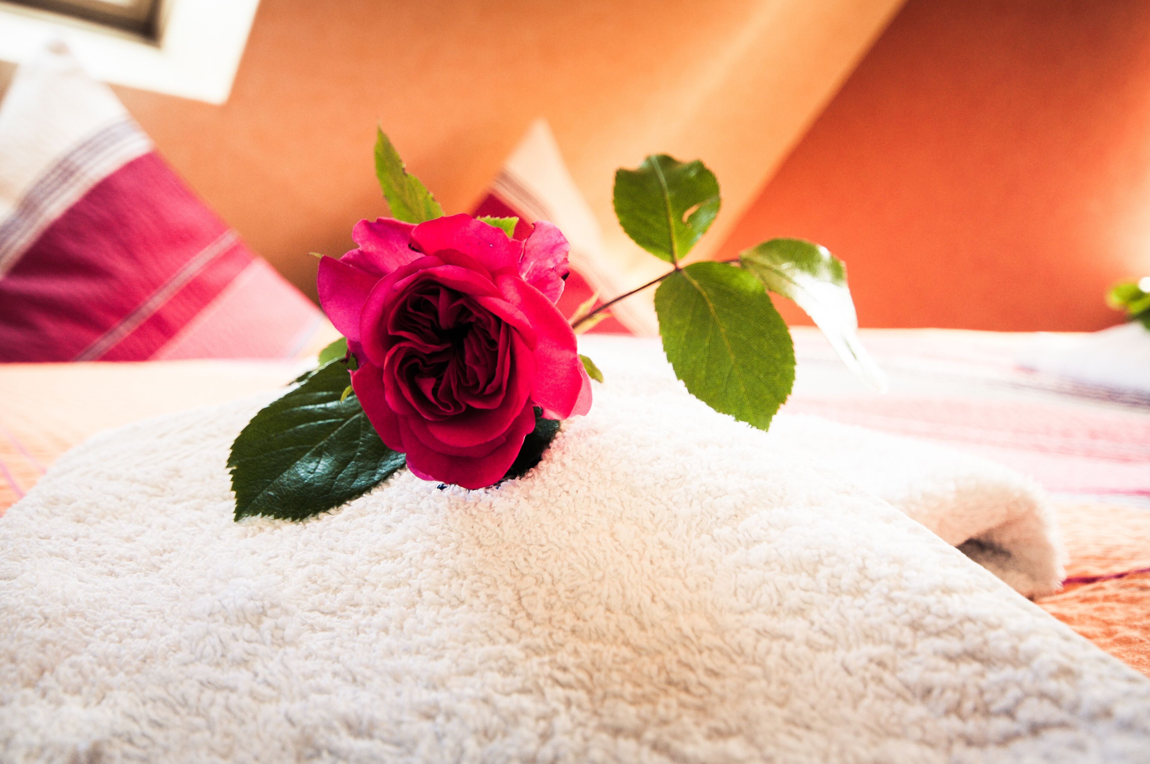 Eine rote Rose auf einem weißen Handtuch.