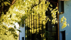 Un bâtiment doté de grandes fenêtres, avec un arbre aux feuilles vertes devant.