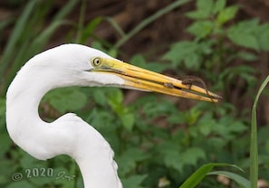 A white bird with a curved neck and yellow beak holding a small brown object.