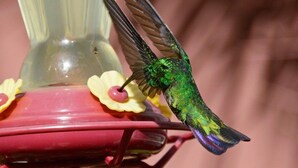 A hummingbird feeding from a red birdbath with yellow flowers. - Summerplace Inn Condo: Colibri (San Miguel II)